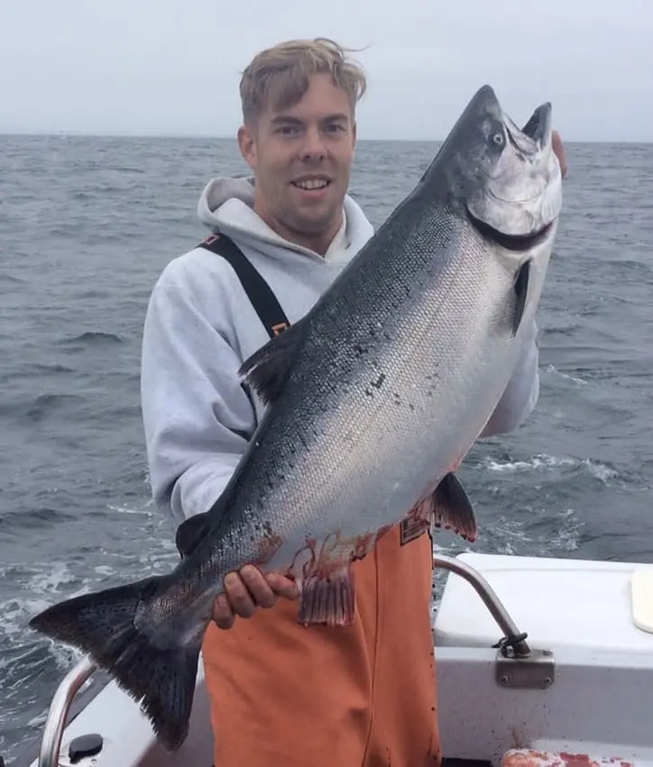 King / Chinook Salmon