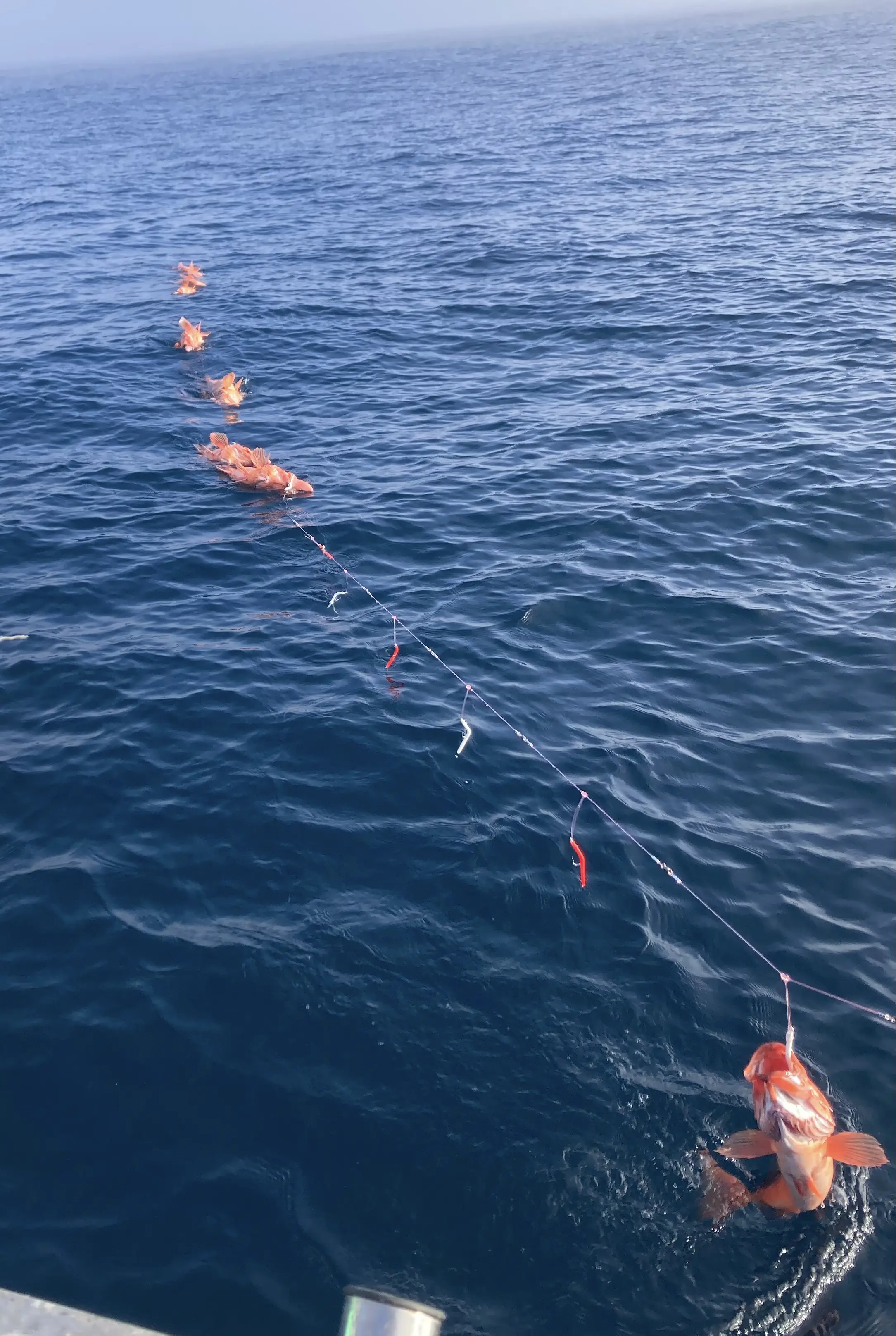 Rockfish being pulled from the deep — blue Pacific water